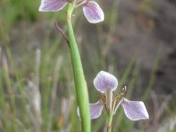 Moraea brevistyla back view of flowers